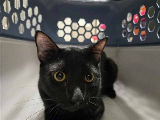 A young small-sized male Domestic Short Hair cat named Sharpie for adoption in Derwood, MD