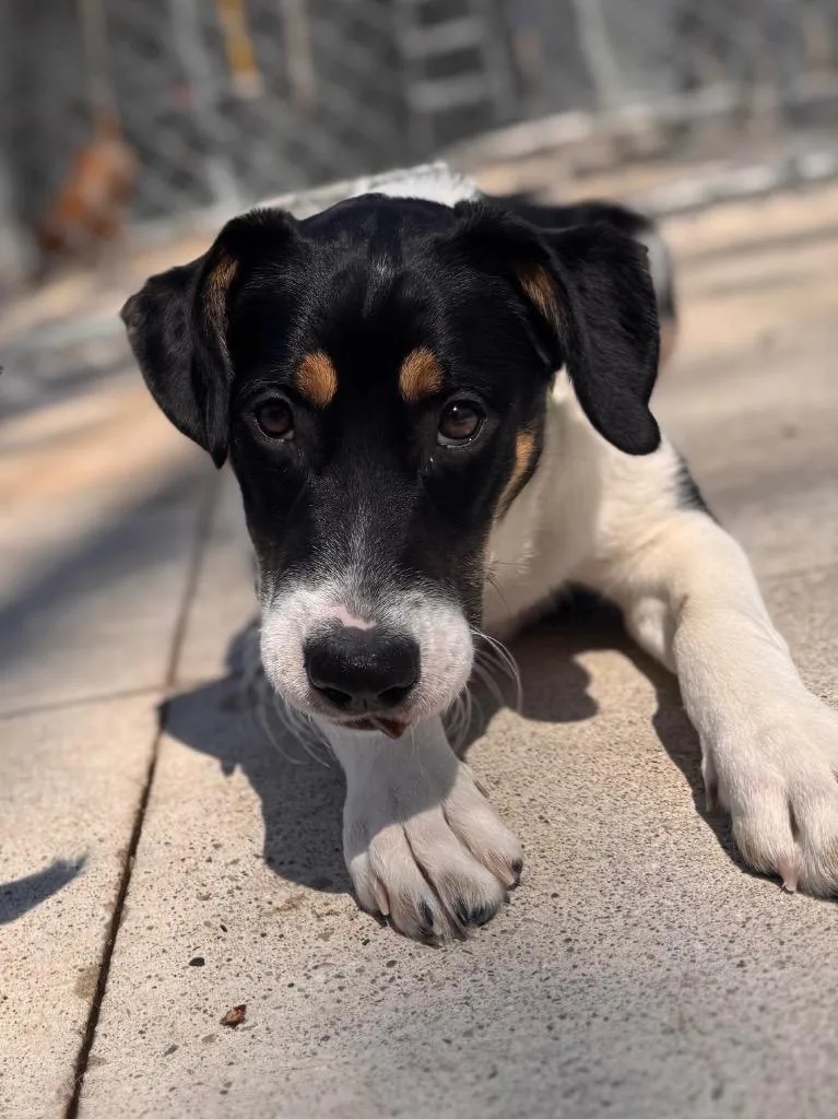 A baby medium-sized female Beagle dog named Pinta for adoption in Muskegon, MI