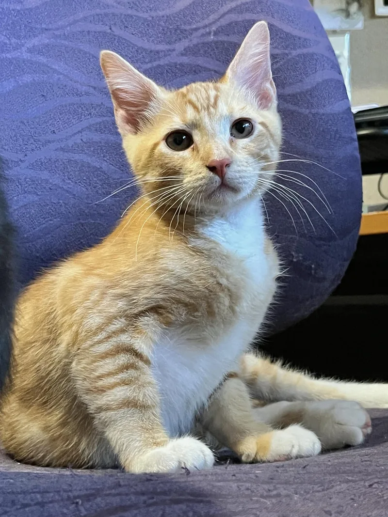 A baby large-sized male Orange & White Domestic Short Hair cat named Lupin and Garrick for adoption in Seattle, WA