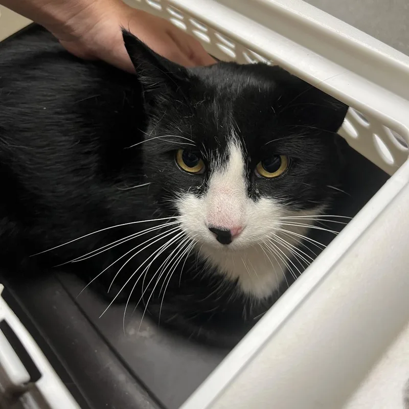 An adult large-sized male Black Domestic Short Hair cat named Latigo for adoption in Durango, CO