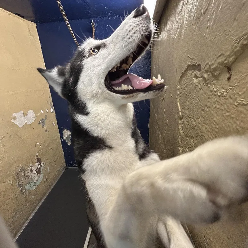 A young medium-sized male Black Husky dog named Winter for adoption in Newark, NJ