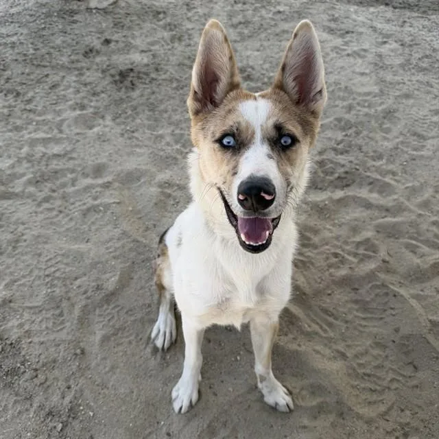 A young medium-sized female Catahoula Leopard Dog dog named Kitana for adoption in Thousand Palms, CA