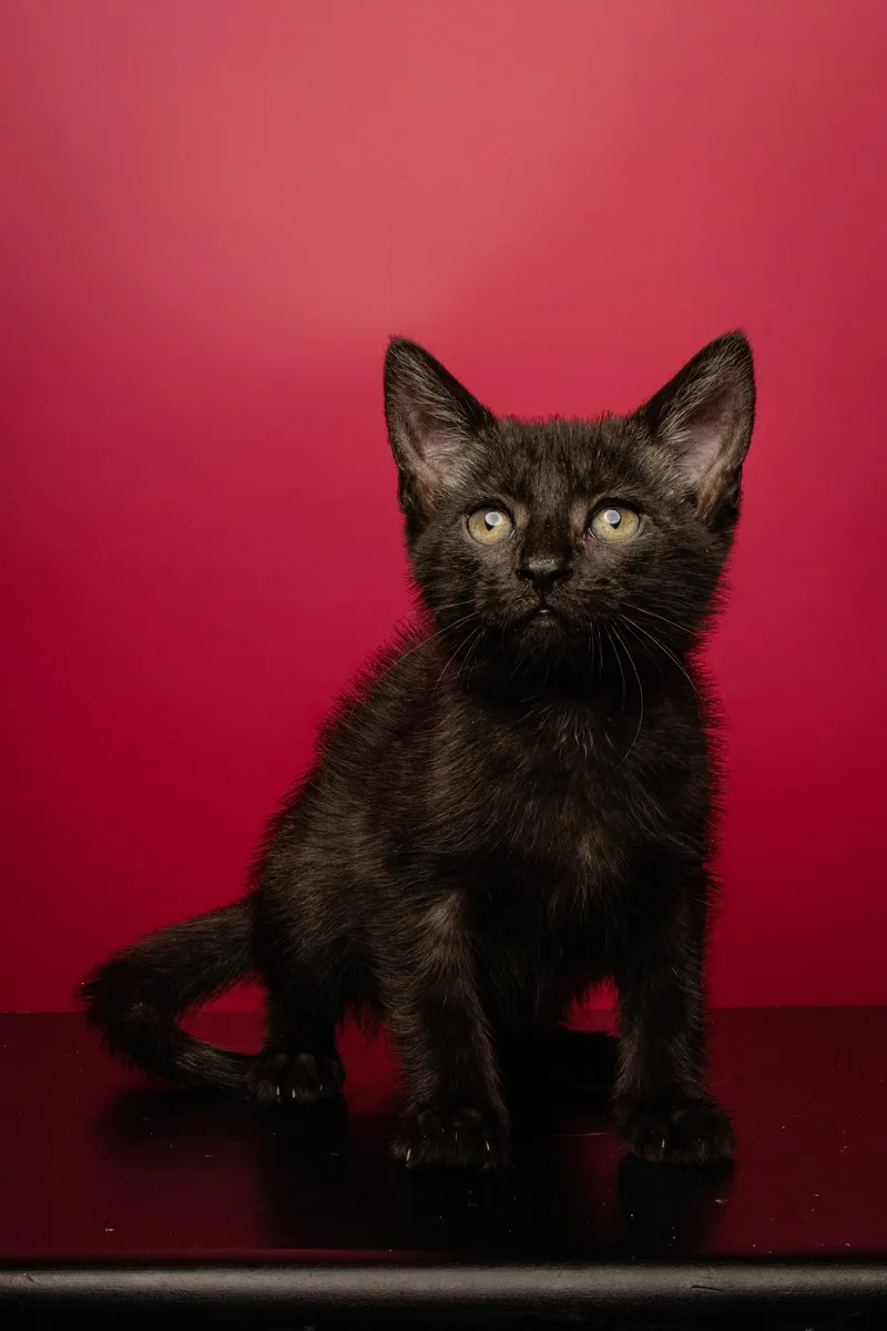 A baby medium-sized female Black Domestic Short Hair cat named Sonja for adoption in Jackson, GA