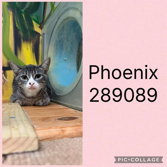 A baby small-sized female Domestic Short Hair cat named Phoenix for adoption in Macon, GA