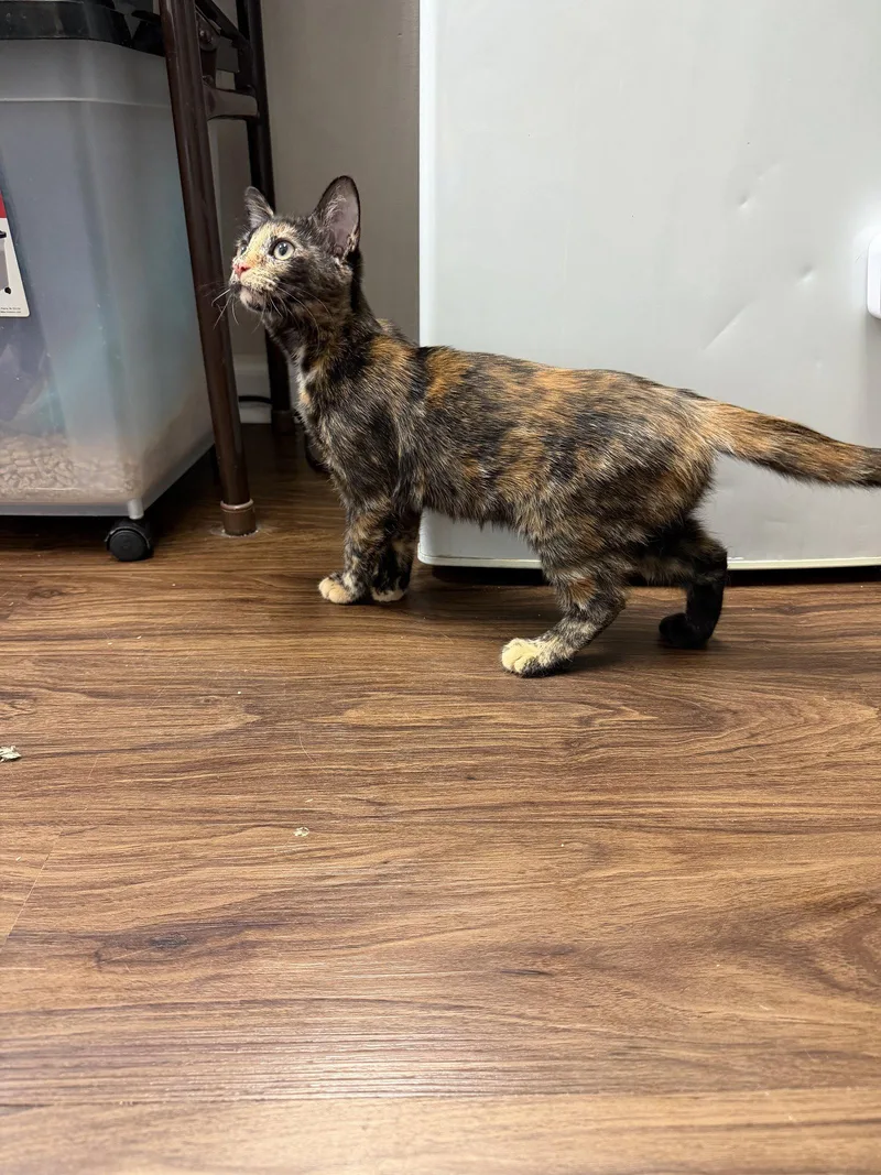 A baby medium-sized female Domestic Short Hair cat named Tweety for adoption in Columbus, OH