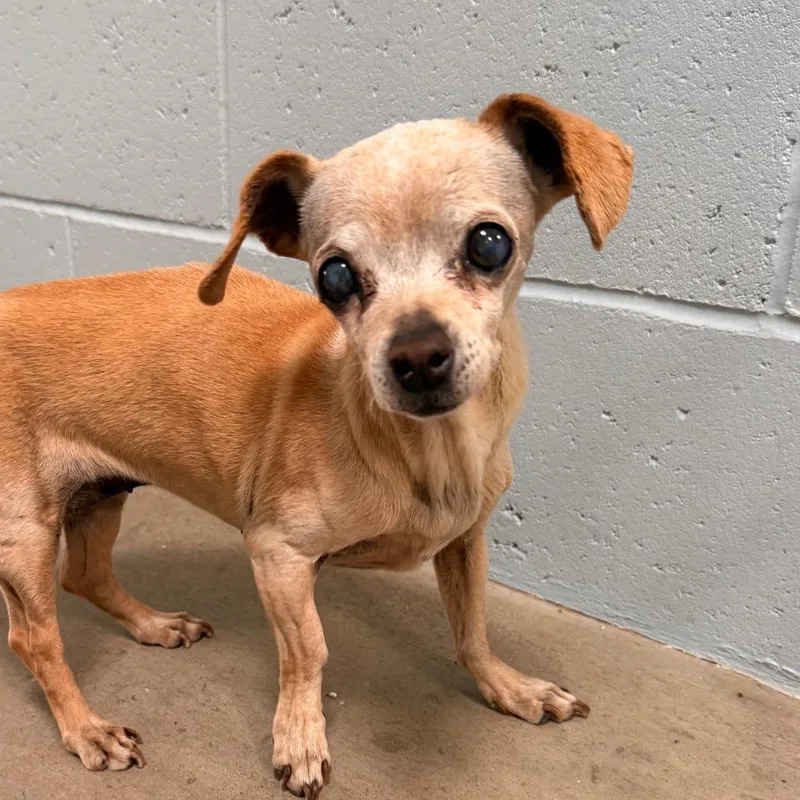 A senior small-sized female Yellow / Tan / Blond / Fawn Chihuahua dog named Peluchina for adoption in Santa Barbara, CA