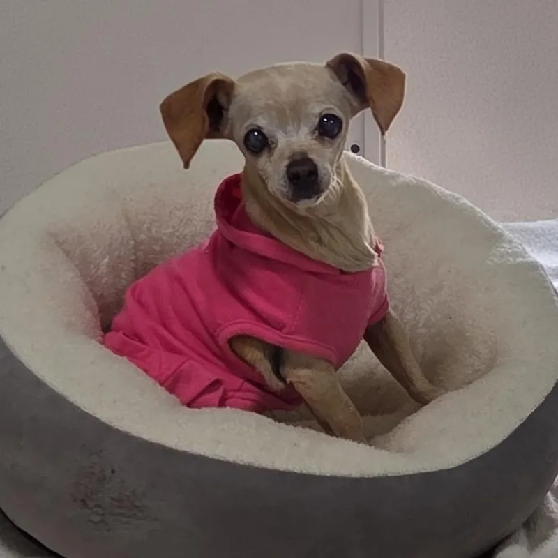 Peluchina thumbnail 2