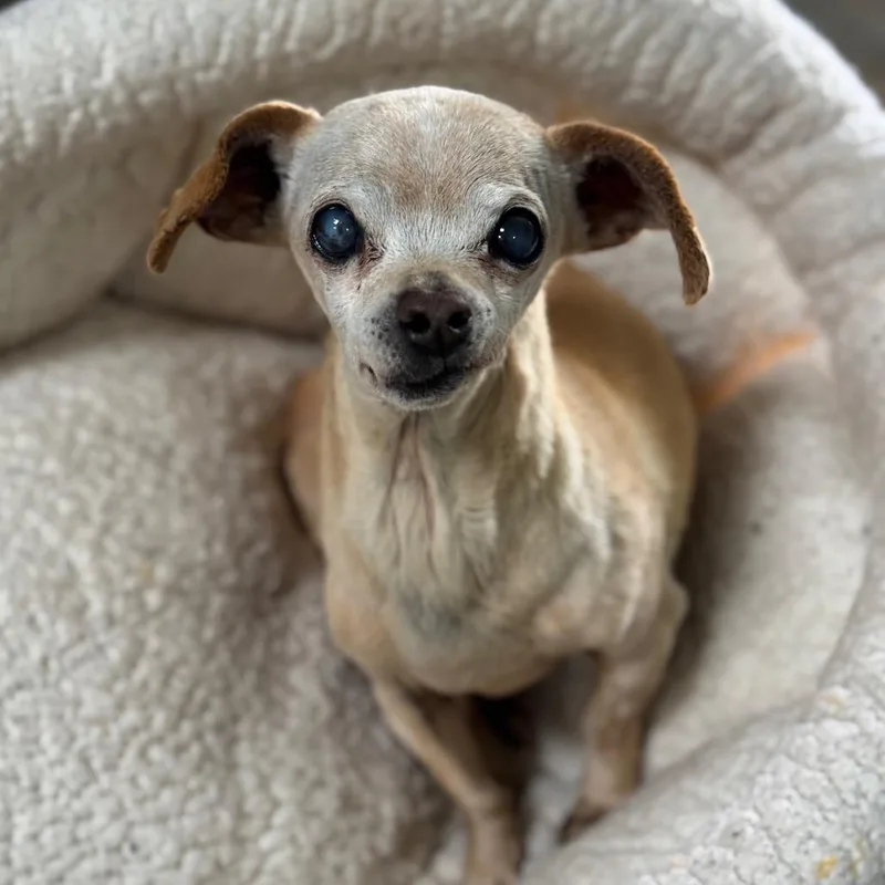 Peluchina thumbnail 3