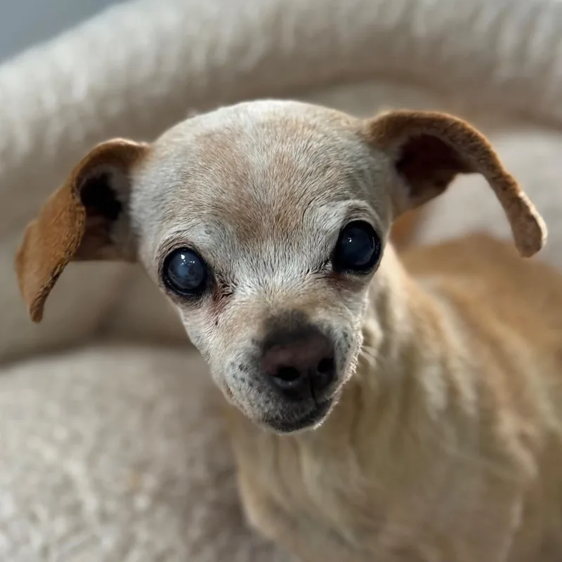 Peluchina thumbnail 4