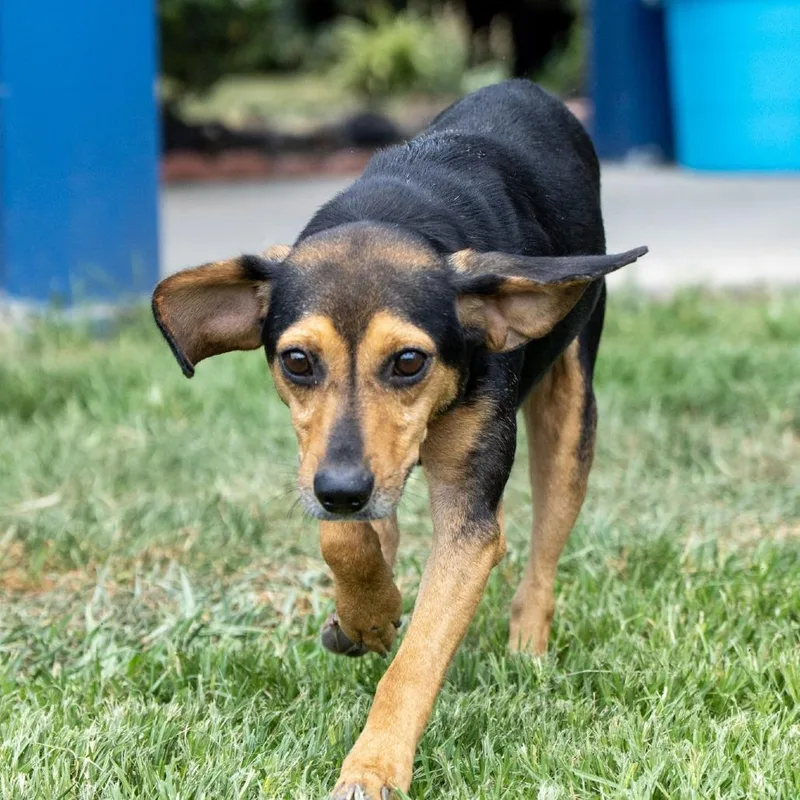 An adult medium-sized male Black Beagle dog named Woodstock for adoption in Elizabeth City, NC