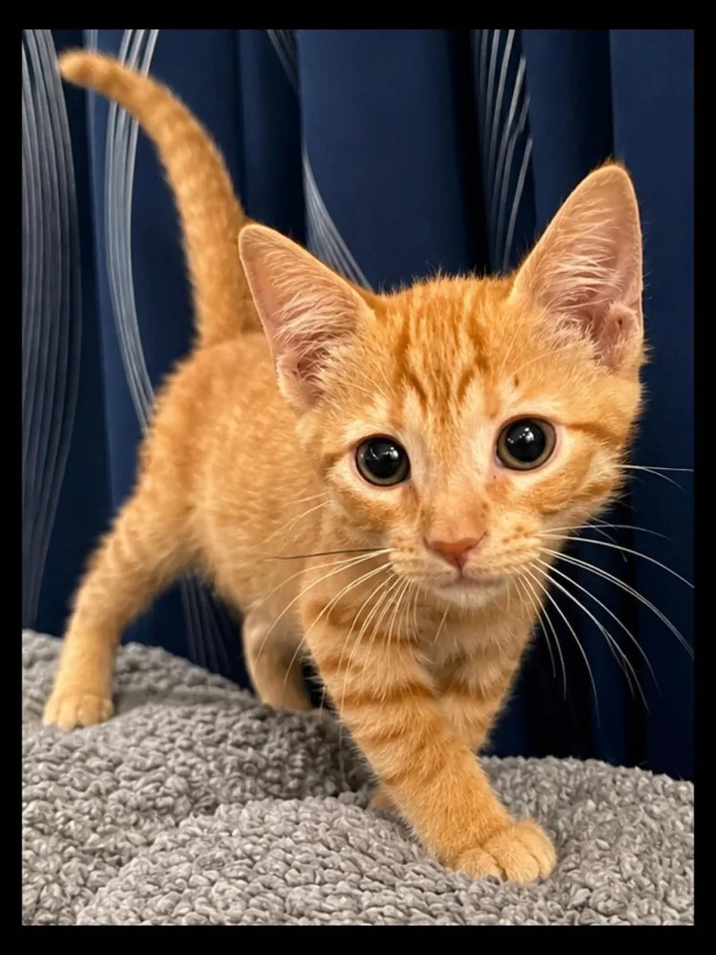 A baby medium-sized male Tabby (Orange / Red) Domestic Short Hair cat named Luca for adoption in Sioux Falls, SD