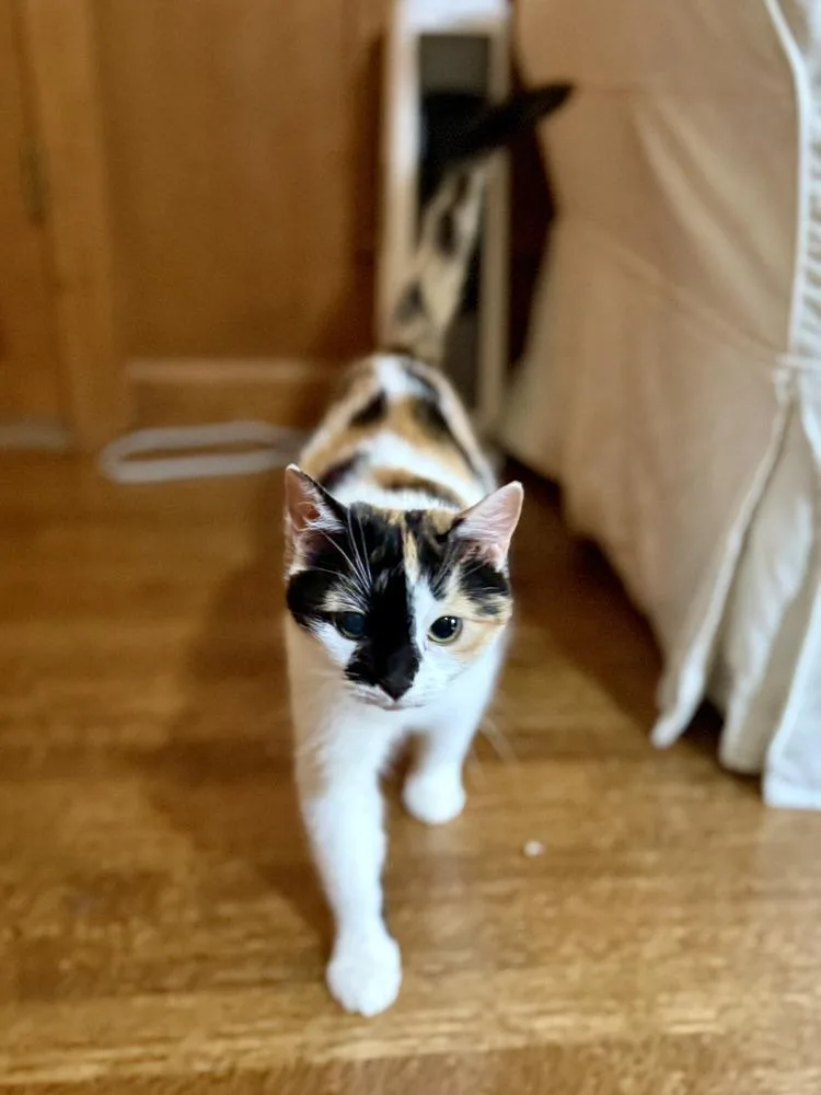 A young small-sized female Orange & White Domestic Short Hair cat named Este for adoption in Kinston, NC