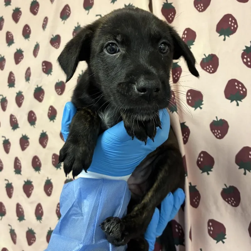 A baby small-sized female Brindle Retriever dog named Bambi for adoption in San Antonio, TX