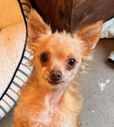 An adult small-sized male Chihuahua dog named Blitzen for adoption in Santa Rosa, CA