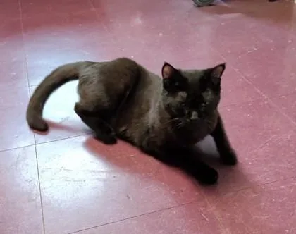 A young medium-sized male Domestic Short Hair cat named Ace for adoption in Bridgewater, NJ