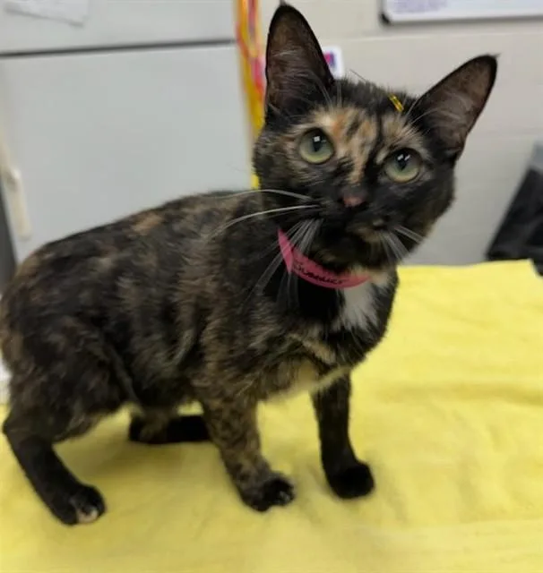 A young small-sized female Domestic Short Hair cat named Summer for adoption in Peoria, IL