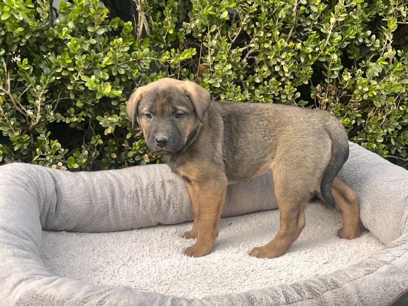 Selma Goodheart thumbnail 2