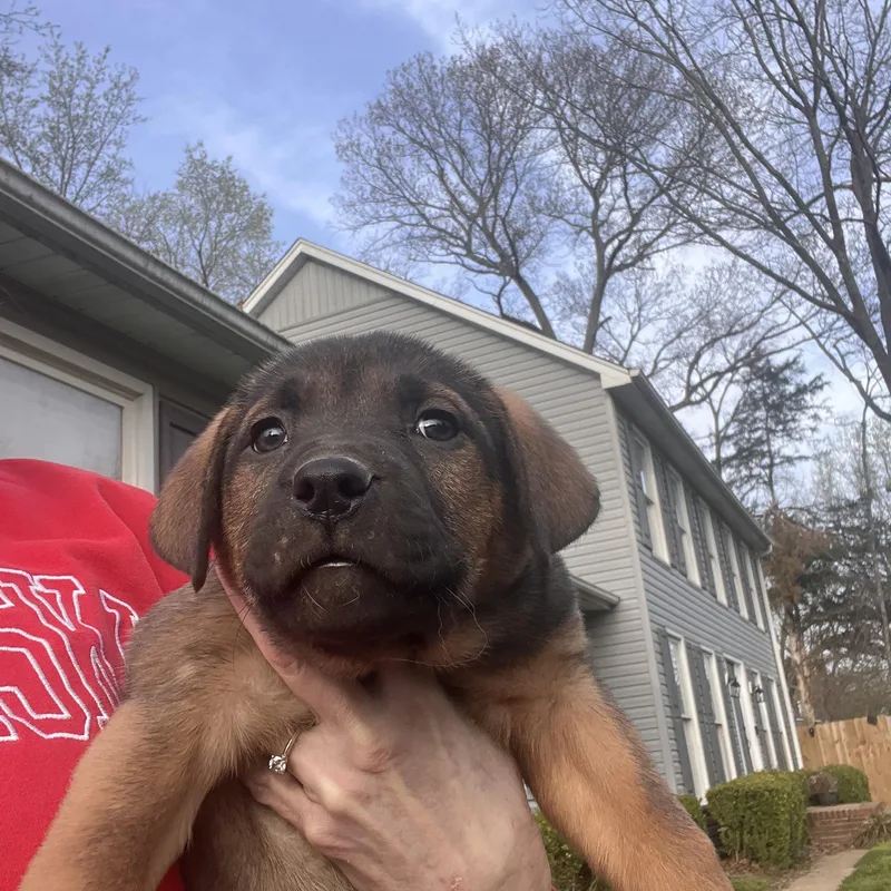 Selma Goodheart thumbnail 3