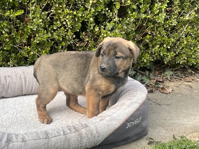 Selma Goodheart thumbnail 4