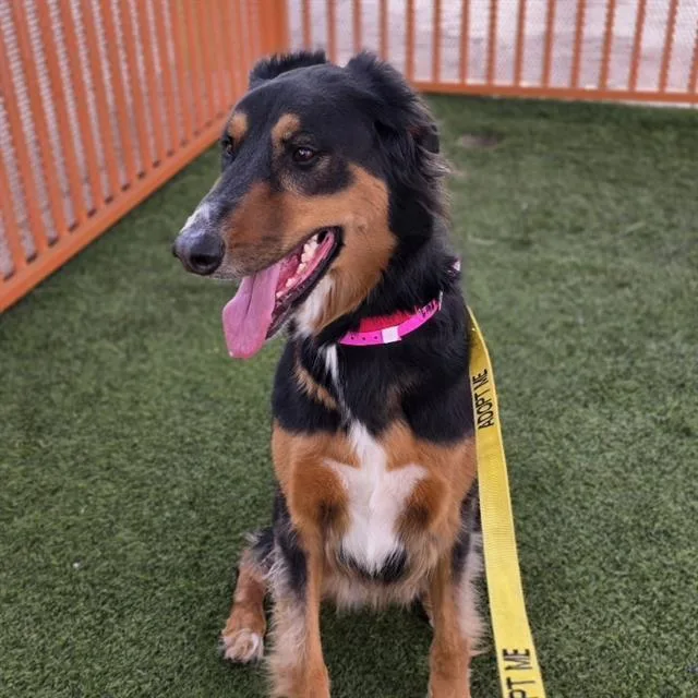 An adult large-sized female Doberman Pinscher dog named Mizfit for adoption in Las Vegas, NV