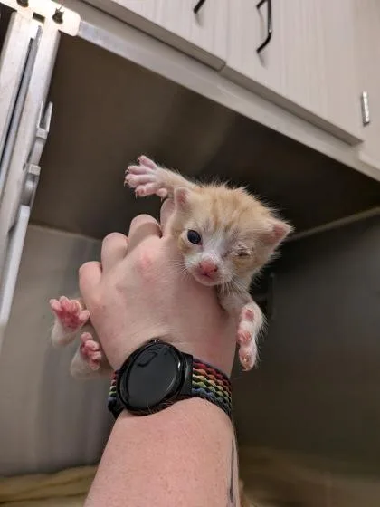 A baby small-sized male Domestic Short Hair cat named Surprise for adoption in Atlanta, GA