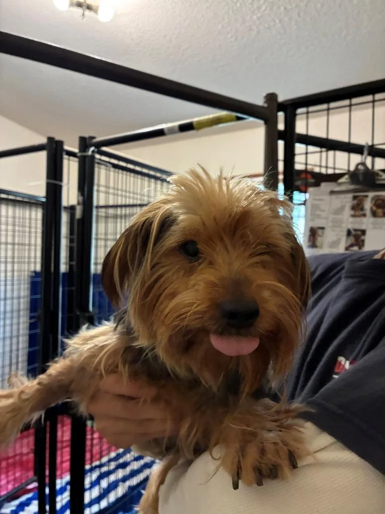 An adult small-sized female Yorkshire Terrier dog named Clover for adoption in Thompson Falls, MT