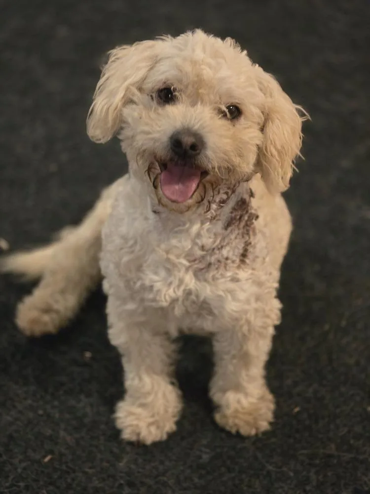 An adult small-sized male Poodle dog named Noodles for adoption in Bend, OR