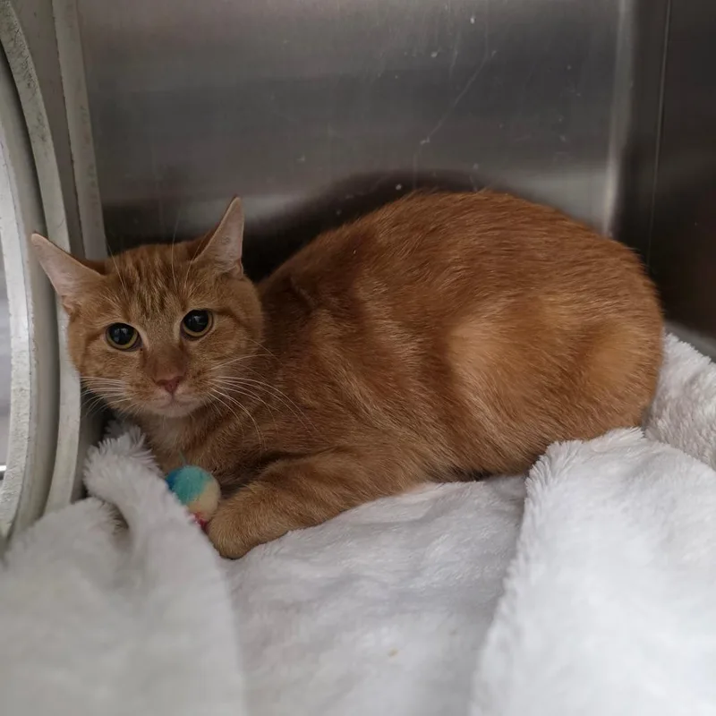 A young medium-sized female Domestic Short Hair cat named Nutmeg for adoption in Chatham, VA