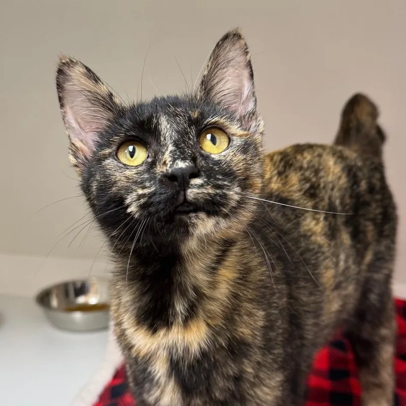 A young medium-sized female Tortoiseshell Domestic Short Hair cat named Mara for adoption in Champaign, IL