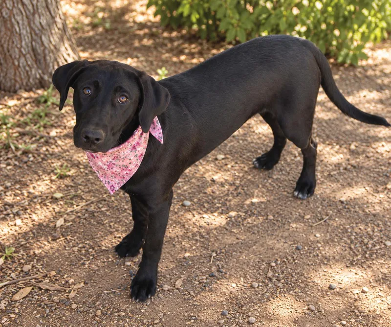 A young large-sized female Labrador Retriever dog named Dottie for adoption in Phoenix, AZ