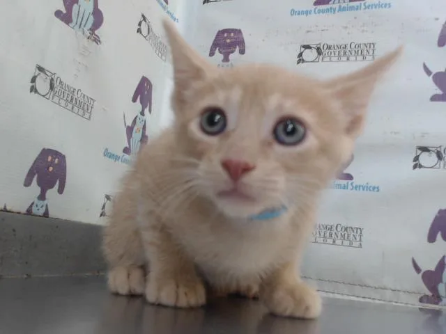 Colby