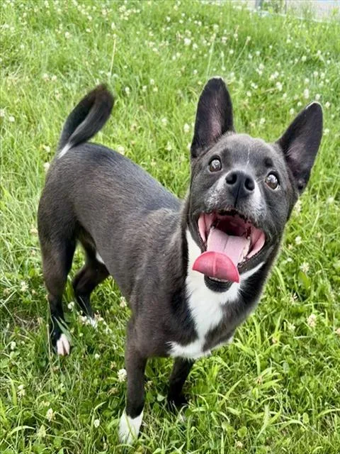 A young small-sized male Chihuahua dog named Brutis for adoption in Kalamazoo, MI