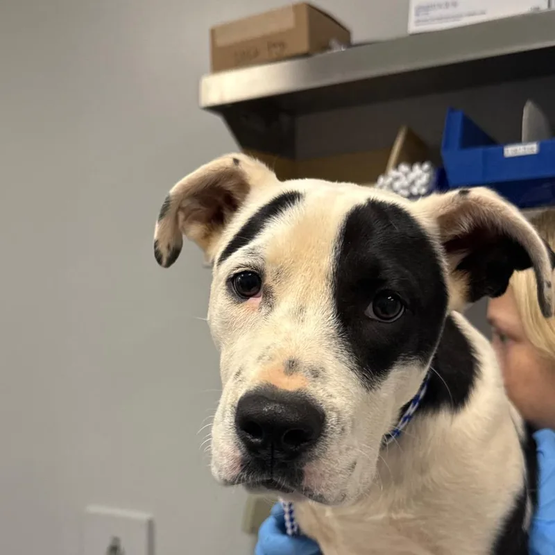 A baby medium-sized female Black American Staffordshire Terrier dog named Sally for adoption in Greenville, SC