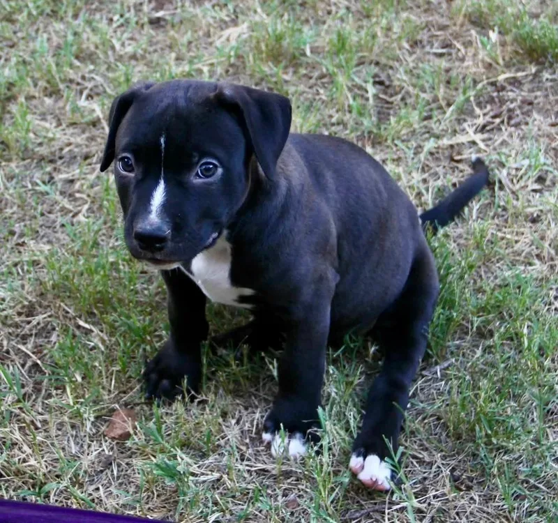 A baby medium-sized female Tricolor (Brown, Black, & White) Pit Bull Terrier dog named Katy for adoption in Shawnee, OK