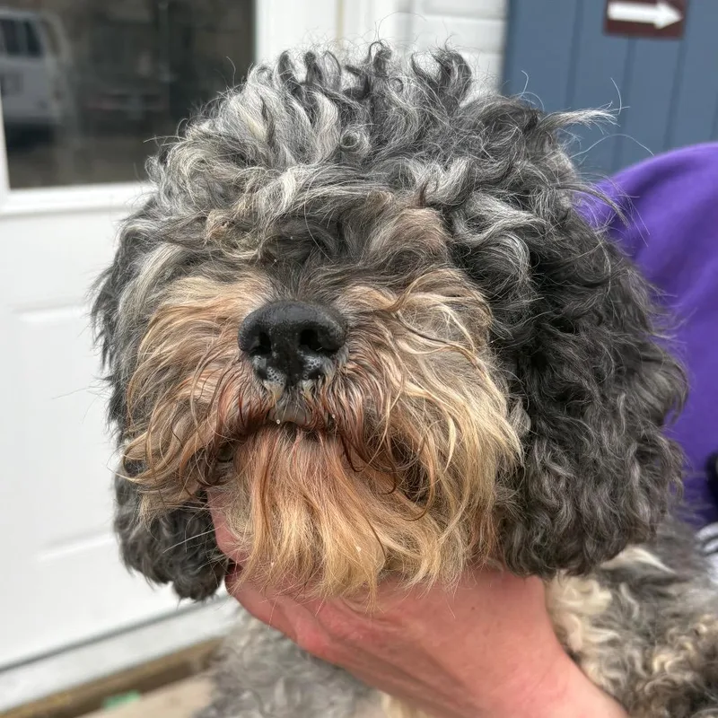 An adult medium-sized female Gray / Blue / Silver Cockapoo dog named Silver for adoption in Northbrook, IL