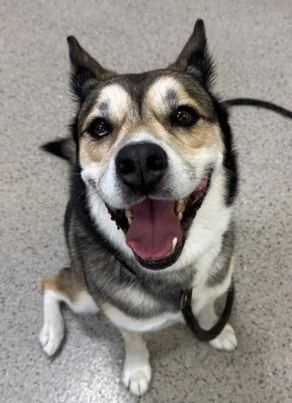 A young medium-sized female Siberian Husky dog named Luna for adoption in Fishers, IN