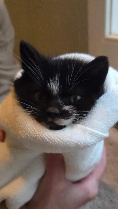 Good Bunny thumbnail 2