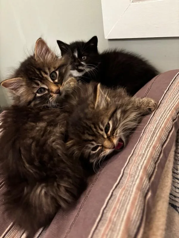 Good Bunny thumbnail 3