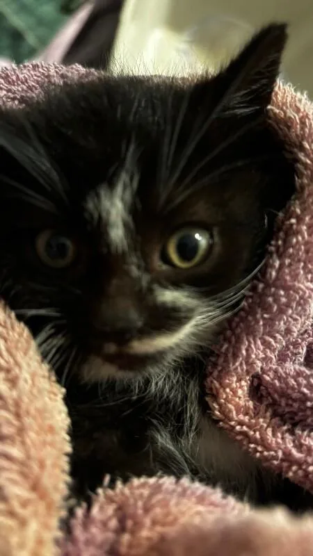 Good Bunny thumbnail 4