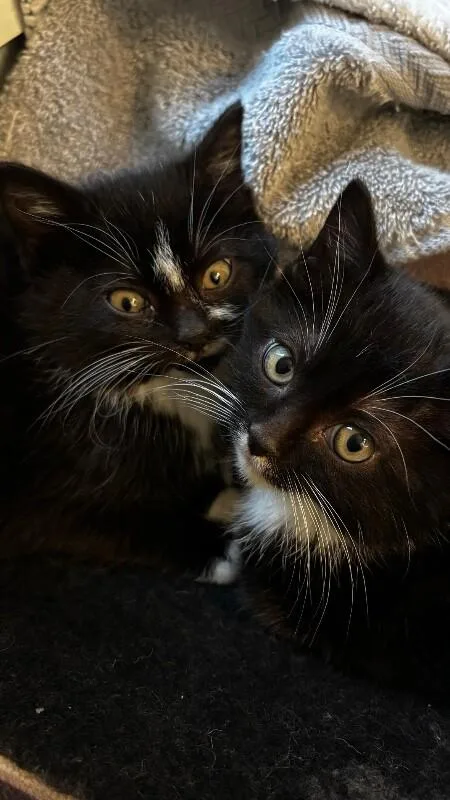 Good Bunny thumbnail 5