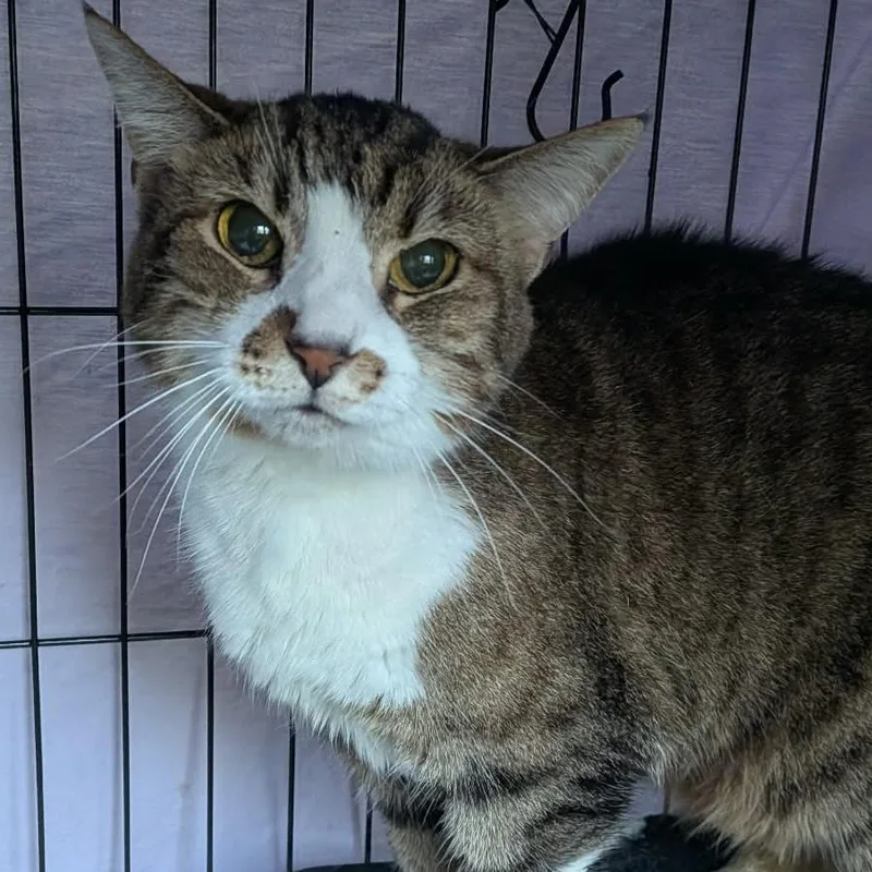 An adult medium-sized female Brown / Chocolate Domestic Short Hair cat named Patricia for adoption in Huntington, WV