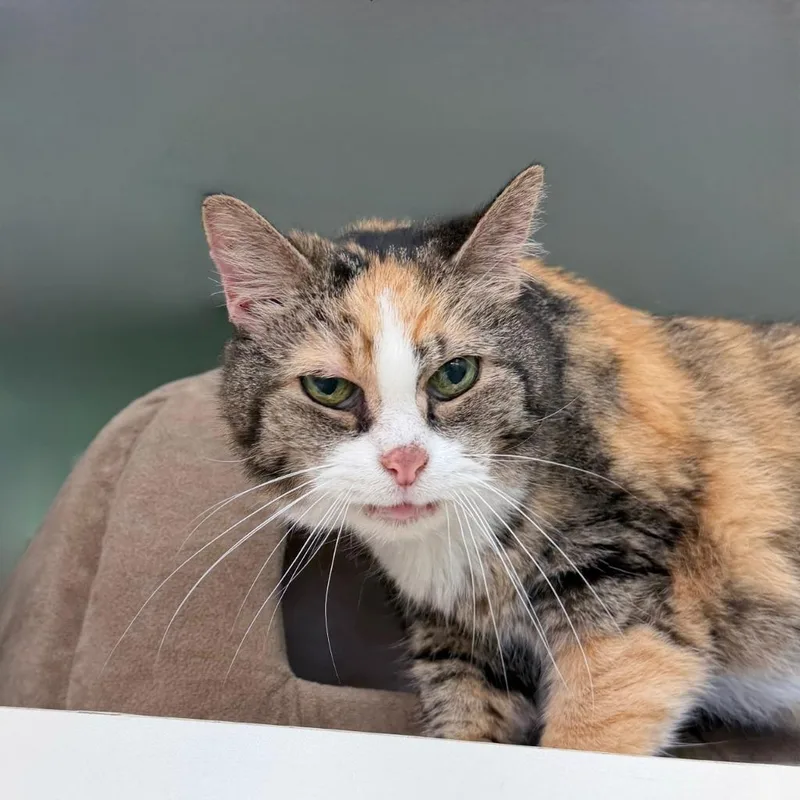 A senior medium-sized female Domestic Short Hair cat named Estelle for adoption in State College, PA