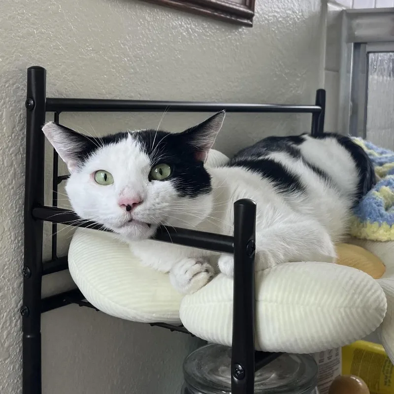 An adult medium-sized male White Domestic Short Hair cat named June Bug for adoption in Los Angeles, CA