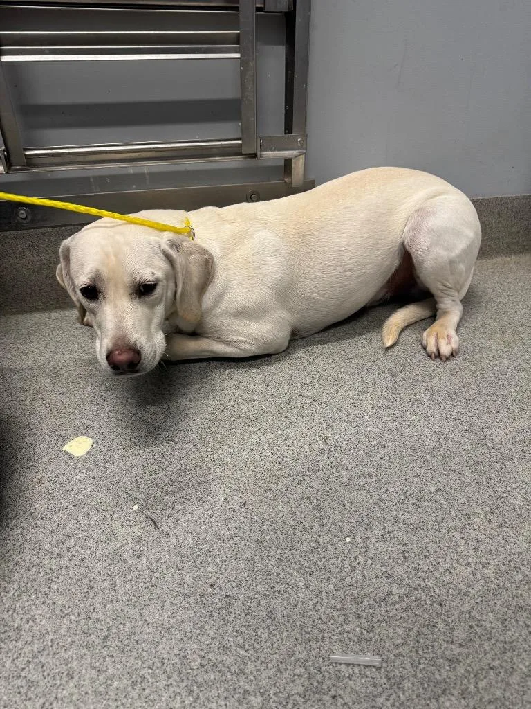A baby medium-sized male Labrador Retriever dog named Cloud for adoption in Bloomington, IN