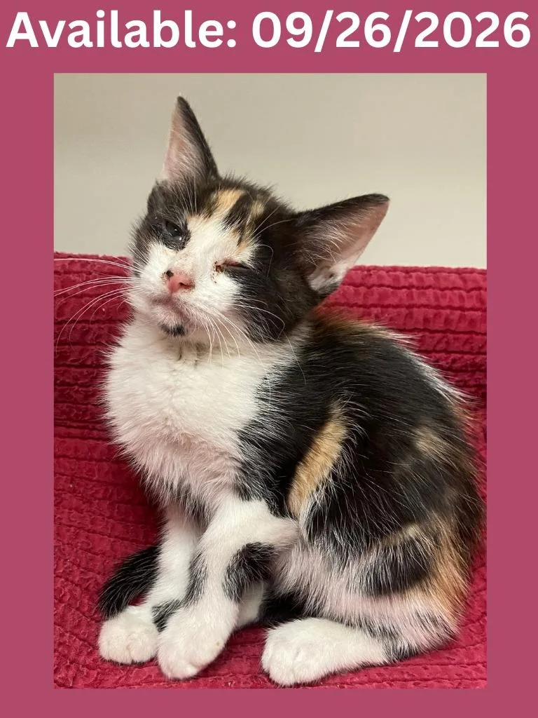 A baby medium-sized female Domestic Short Hair cat named Cat Condo for adoption in Greenville, TX