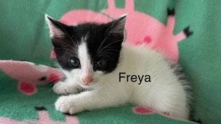 A baby medium-sized female Black & White / Tuxedo Domestic Short Hair cat named Freya for adoption in Oakland Park, FL
