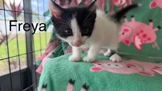 Freya thumbnail 2