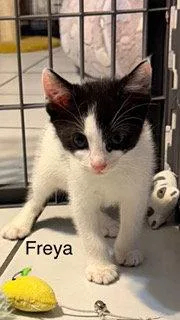 Freya thumbnail 3