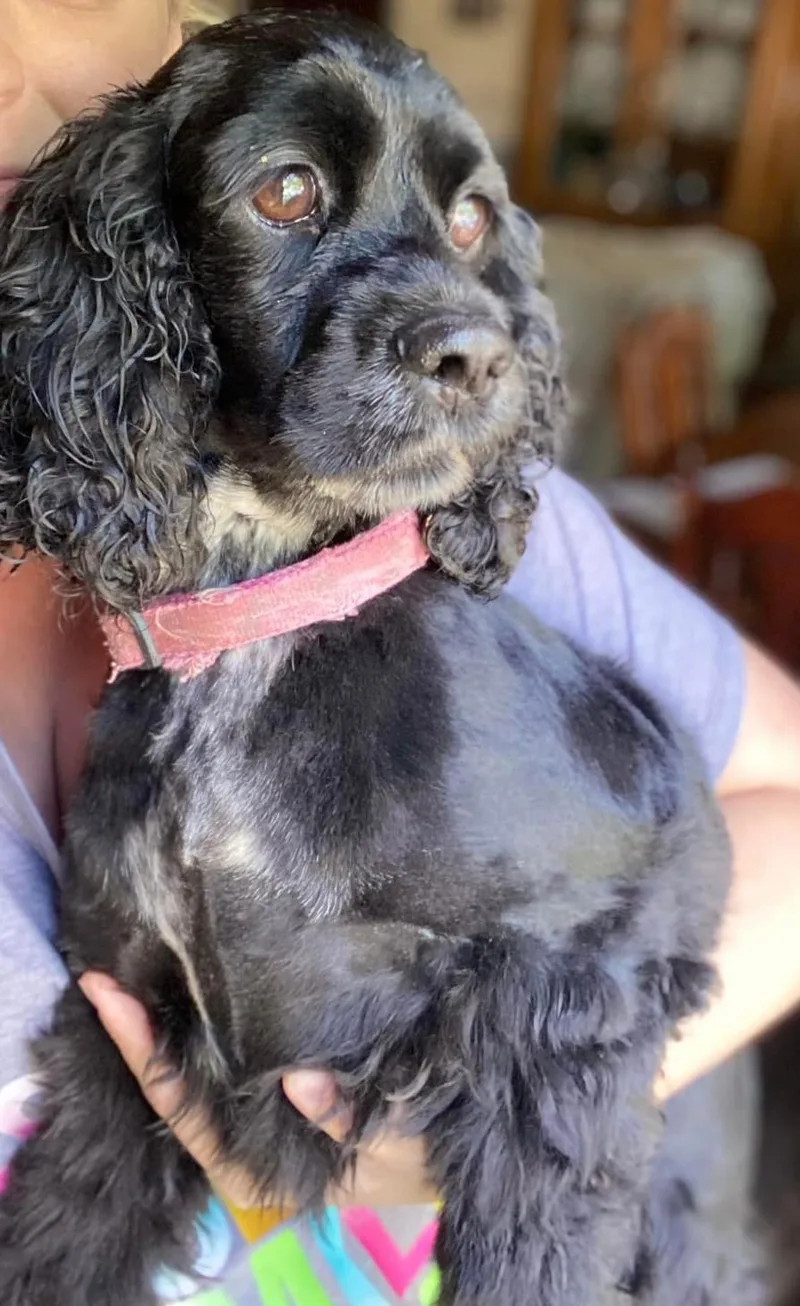 A senior small-sized female Black Cocker Spaniel dog named Moxie for adoption in Parker, CO