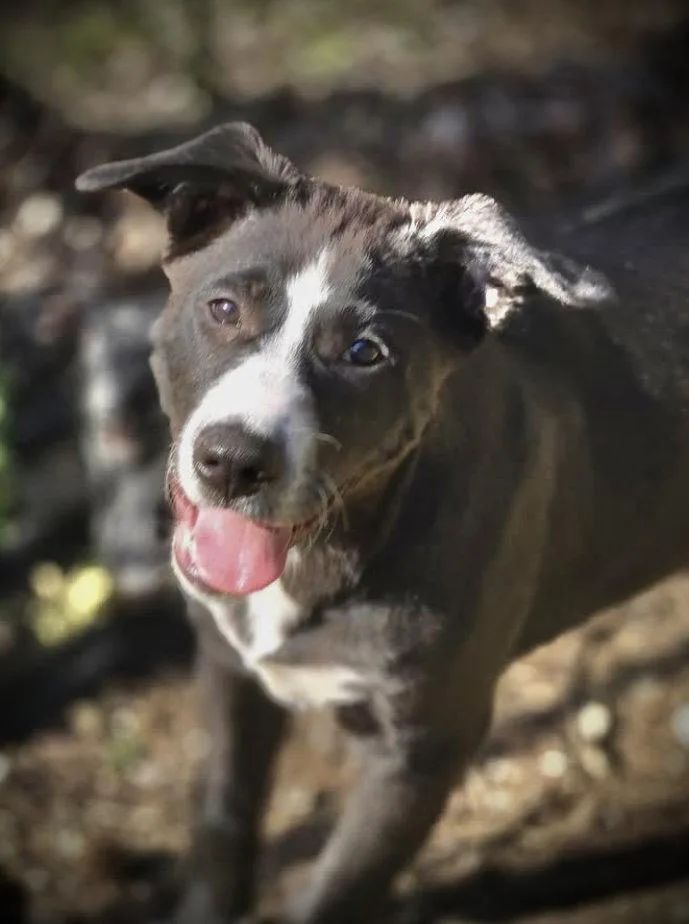 A baby medium-sized male Border Collie dog named Armor for adoption in Chatsworth, GA
